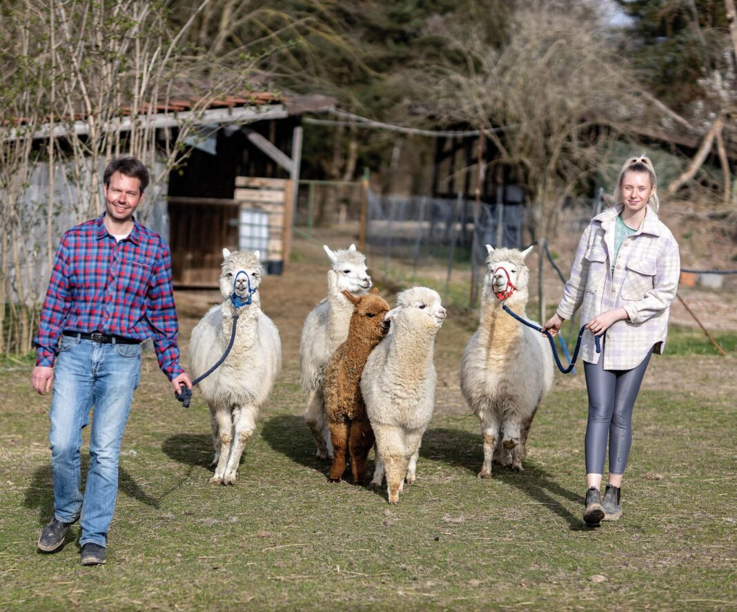 Volker Waschk und Lena Faßbender mit ihrer Alpaka-Herde, die regelmäßig von Besuchern zum „Spazierengehen“ gebucht werden. In der Western-City Dasing.